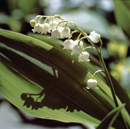 a stem of lily of the valley flower
