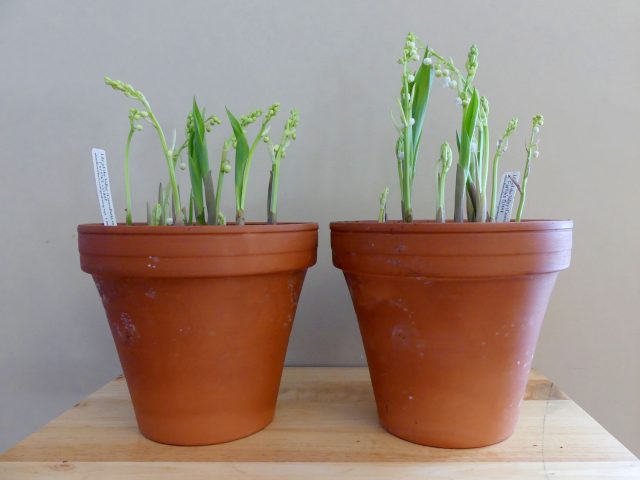 how-to-grow-lily-of-the-valley-in-your-garden