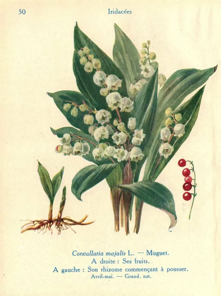 Lily of the valley history