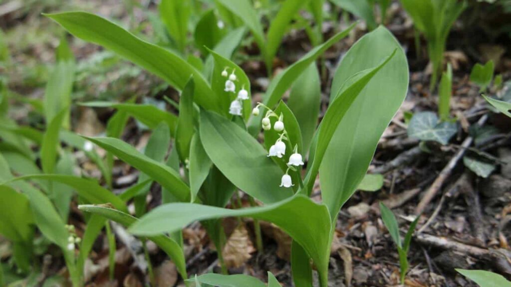 lily of the valley in the garden