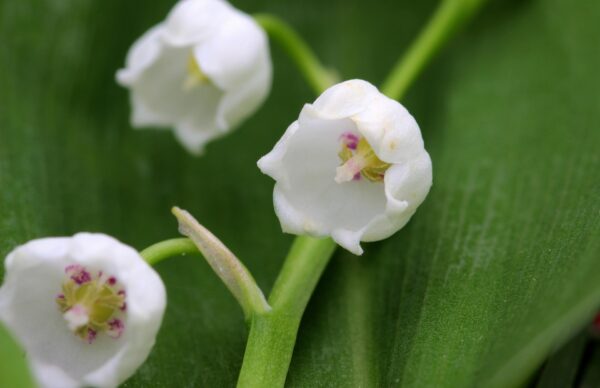 Lily of the valley close up